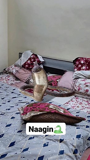 Naagin🐍🤓😱😂 #funny #comedy #explore #explorepage #snake #women #trendingreels #reelsinstagram #reelitfeelit #memes #couple #love #viralvideo #ownvoice #contentcreator #shorts #fypシ #viralreelsシ #instadaily #instagood #instagram | Alina Rajiwate