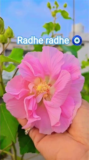 shorts#premanandjimaharaj @pratima roul