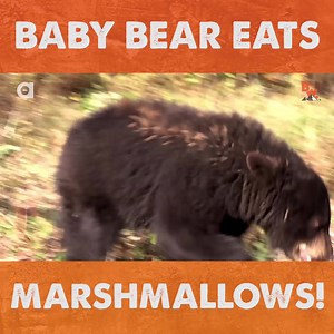 There's nothing more adorable than a baby animal, right? Especially when it's "Bucky"... the Feisty Baby Black Bear! | Coyote Peterson