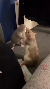 🤘🐭🤘 | Metal Nation