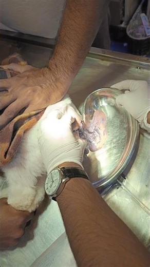 Cat's abscess drainage by Dr Ali. #avhlahore #alivethospital #asw #vet #cat