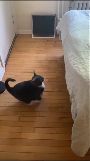 TikTokでFunny_Animals_Videoさんをチェック！