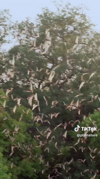 At sundown, the bats emerge and the feast begins. #bats #naturedocumentary #AnimalFacts #raptors #hunt
