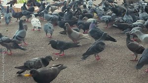 Pigeons fighting for their foods in the park