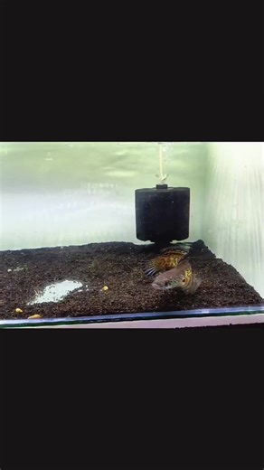 🔥💕💯#idgchannas #finbuddy