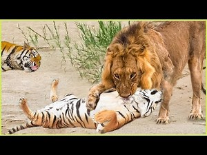 Lion defeat Tiger - Crazy Tiger attack Wild Animal to show strength || Warthog, Bear, Buffalo