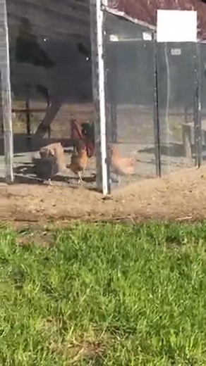 Help! Why is my Roo attacking my hen? This is new behavior. They have been together since they were chicks and are a year old this month. He’s chasing, spurring and pecking her. He’s previously been mating with all 4 of my hens just fine, this isn’t mating behavior, he’s being aggressive. He’s only doing this to her. What do I do? Do I separate him for a few day? This is the best video I could get but he just chased her all over my backyard. She layed down for him and he kicked and pecked her! (