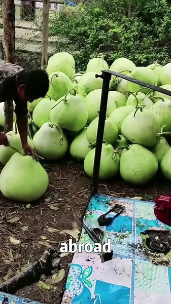 Drying Gourds for Meals