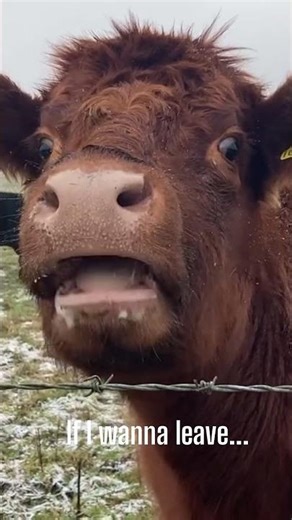 Old barbed wire. Smart cows. Time for a better fence. #electricfence #barbedwire #farmlife #farm
