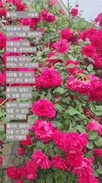 정열의 빨간 장미(ft.이용복) #안동 #안동역 #정열 #빨간장미 #장미 #담장 #5월 #안동