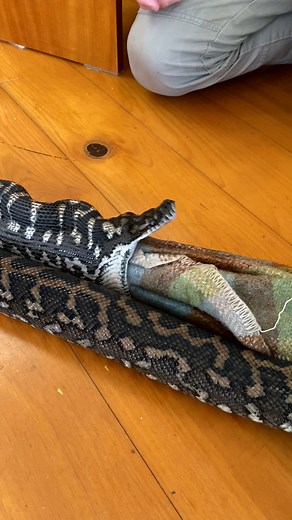 580K views · 9.7K reactions | Carpet Python Eats Dogs Blanket! Crazy!...