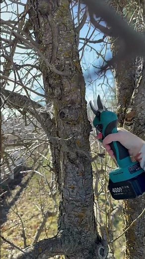 How to prune an old pear tree. (Don’t take too much)