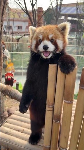 red panda #youtubeshorts #redpanda #zoo