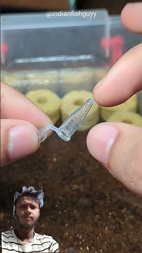 Hatching Triops Eggs!#animals#aquarium #viral