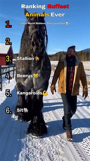 Ranking Buffest Animals Ever