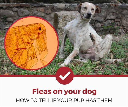 How to Tell If Your Dog Has Fleas - Today's Homeowner