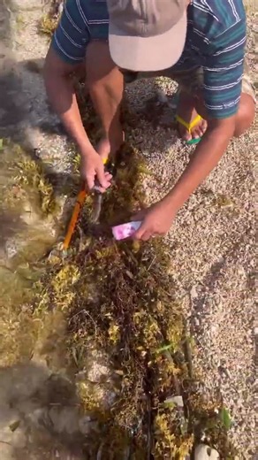 Trapped Pufferfish Rescued From Plastic Tube on Shore 🐡🌊 #fishing