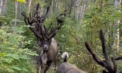 Reindeer on the Move? Best Keep Out of Their Way