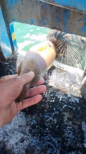 Afternoon Everybody The Wrasses teeth were no match for Bobs teeth | MR FISH