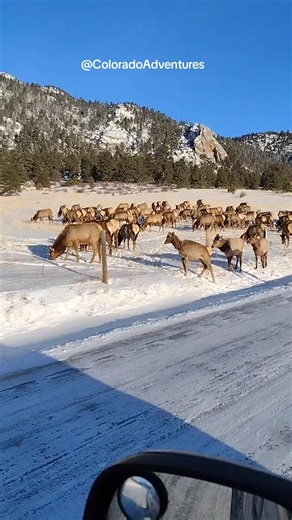 Exploring Elk Herds in Estes Park, Colorado