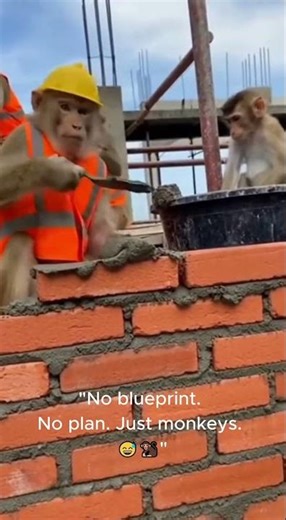 "Monkey Construction Workers! Building a Wall, but Not Without Drama! 🛠️🐒"