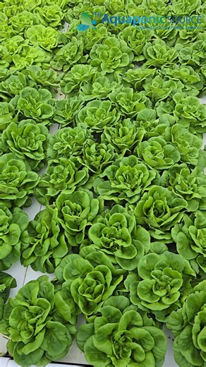 Last year's Aquaponics Association conference attendees might recognize this custom designed Flourish Farm! Click here for more information about the Flourish Farm https://www.theaquaponicsource.com/portfolio-items/timberview-farmstead-aquaponic-greenhouse/ We designed this farm for @timberviewfarmstead to aid in their mission towards agriculture education and to grow plentiful, nutritious produce for the community. Thank you as always to our partner vendors for supplying their high quality equi