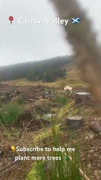 Forestry worker tree planting Sitka spruce, relaxing background nature view
