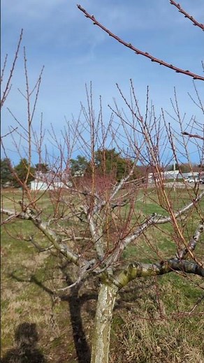 The best time to prune a peach tree!