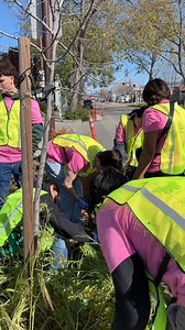 11K views · 167 reactions | Celebrating Earth Day with The Berkeley Project  Each semester, student volunteers come together on Berkeley Project Day to work alongside community members in beautifying Berkeley. This semester, over 1650 volunteers worked at 49 local sites in the City of Berkeley, collectively contributing over 7000 hours of service! #EarthDay #UCBerkeley | UC Berkeley | Facebook