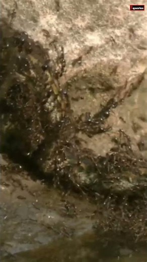 Dorylus Ants Take Down a Snake