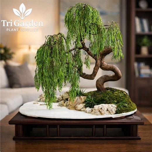 Money Tree Bonsai Cutting – Thick Trunk, Fast Growing Indoor Plant (no Pot) - Etsy