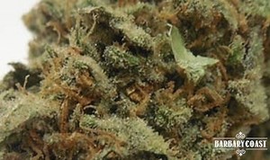 Jack OG | Marijuana Strain Reviews