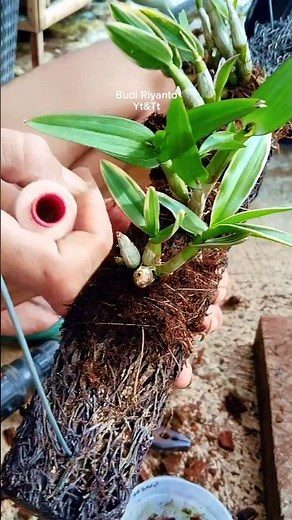 How to Divide and Mount Orchids on Tree Fern | Horizontal Hanging Method #shorts