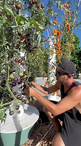 Vertical farming with black tomatoes and Sakura tomatoes on Aeroponic towers #tomato #verticalfarming #towergarden #aeroponics #blacktomato #agriculture #hydroponics #farming | Agrotonomy Tower Farms