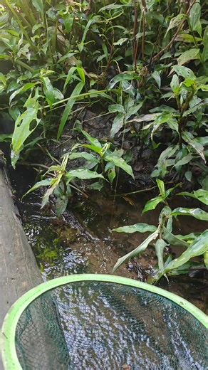 พี่ธาม ปลาก้าง #ปลากั้งภาคเหนือ #ปลาภูเขา #ปลากั้งไทย