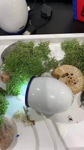 Playing with the Easy-scope. Absolutely fascinating!! https://www.tts-group.co.uk/easi-scope-microscope/1010495.html | TTS Resources