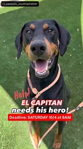 2.3K views · 179 reactions | Rescued by K9 connection! Please honor...