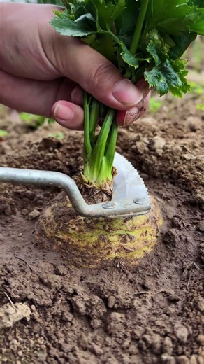 🥬 Rutabaga / Swede Leaf Trim & Crown Harvesting with Serrated Knife #shorts