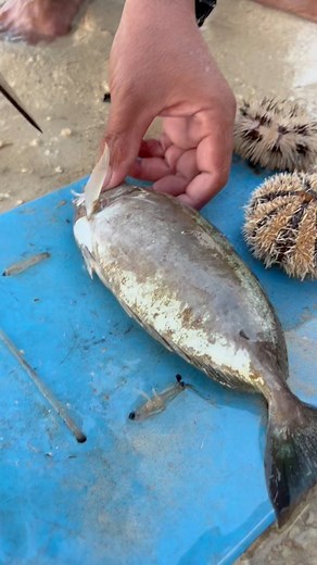 410K views · 1.3K reactions | clean rabbit fish  #Amazing #islandlife | John Arizala | Facebook