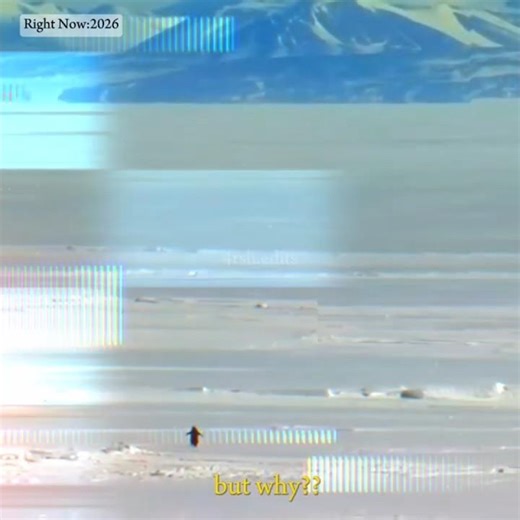 The depressed penguin edit #penguin#drepressedpenguin#2027birdmeme#evolution