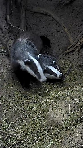 Man Builds Den For Orphan Badgers l The Dodo