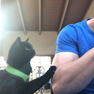 120 reactions · 9 comments | On today’s eating with daddy @jjyosh I basically showed - gimme food or get my claw! What would you have done? | Simon the backpacking Kitty | Facebook