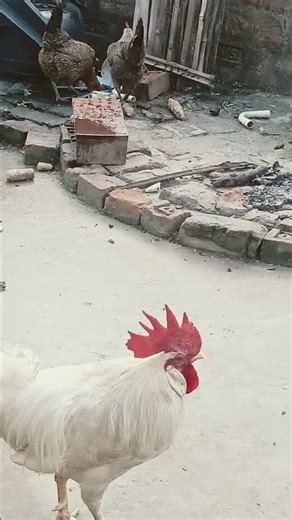 #foryou #bdofficial #ekmotahathighumechala