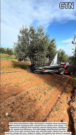 Amazing Olive Harvesting Machine – Tree Shaker With Giant Umbrella! | Educational Video