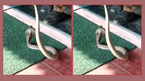 In an alarming incident, a snake was found inside an ATM in Tamil Nadu's Coimbatore city on Tuesday. The ATM where the snake was found is located near Thaneerpandal Road. A snake catcher was called who later rescued the small limbless reptile. A video of the snake catcher rescuing snake also surfaced. In the video, the snake catcher is seen searching inside the ATM. | The Times of India