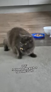 12K views · 188 reactions | Our cat gets a fright but she ran with her food in her mouth .... Shes like sweet  A true Bennett  | BennettMinute | Facebook