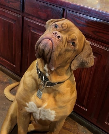 28K views · 3.2K reactions | Is she not the cutest? Big Boo Boo Boosie | Lone Star Dog Ranch & Dog Ranch Rescue | Facebook