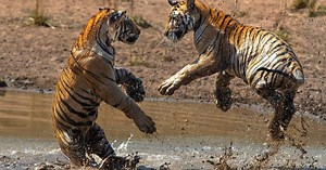Tigres sur Disney + : le documentaire qui donne un coup de griffe aux clichés