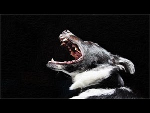 Dogs Barking Sounds | 1 HOUR