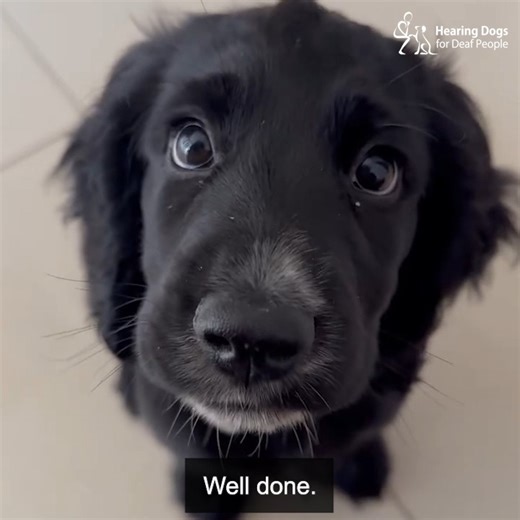 Adorable Amy has some rather amazing news to tell you, as she has passed her final training assessment to be a life-changing hearing dog! 🥳🐶 Amy has grown from an incredibly cute puppy who picked up her basic cues so quickly, into such a clever girl who we know is going to change her partner’s life. A huge congratulations and thank you to the wonderful ‘Team Amy’ ❤️ | Hearing Dogs for Deaf People